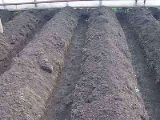 Подготовка почвы для огурцов в теплице на фото