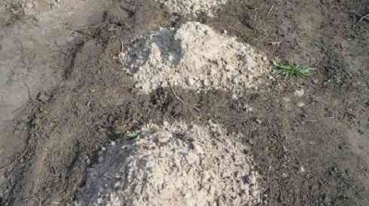 На снимке подкормка почвы для высадки огурцов в теплиуе