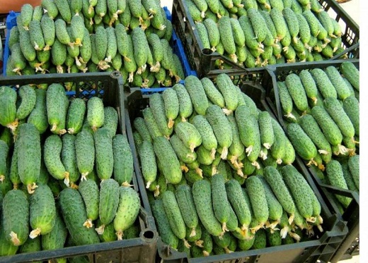 Как посчитать урожайность огурцов в теплице и какой сорт самый урожайный?