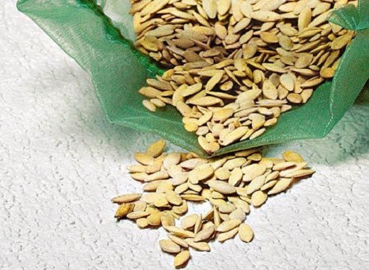 Семена огурцов для теплиц: виды и инструкция какой сорт лучше выбрать