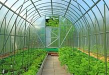 Теплица своими руками: виды и этапы строительства