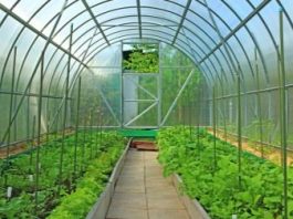 Теплица своими руками: виды и этапы строительства