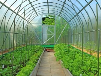 Теплица своими руками: виды и этапы строительства