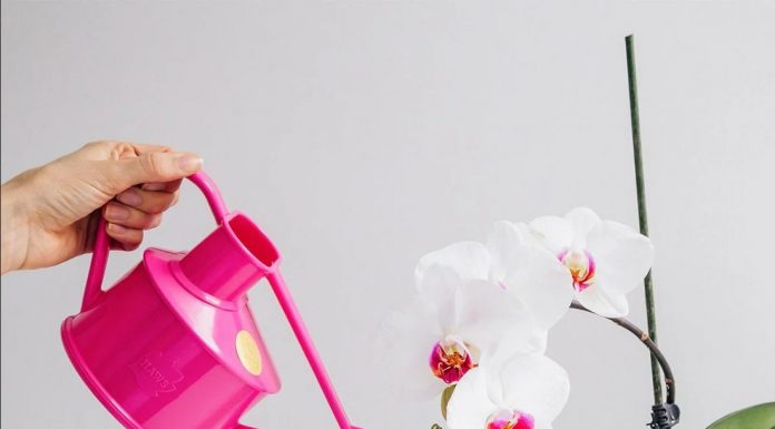 Чем привлекательны орхидеи