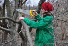 Что такое кронирование деревьев