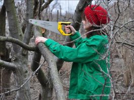 Что такое кронирование деревьев