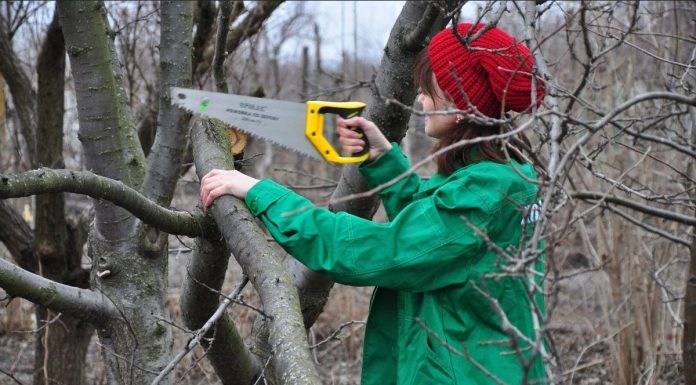 Что такое кронирование деревьев