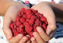 Покупка саженцев в интернете.