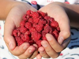 Покупка саженцев в интернете.