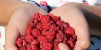 Покупка саженцев в интернете.