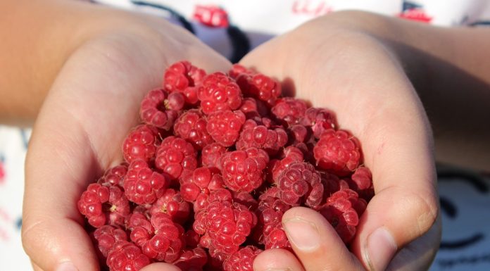 Покупка саженцев в интернете.