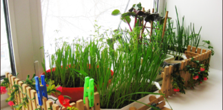 Выращиваем садик на подоконнике: где найти советы по уходу за ним, как сохранить урожай в квартире как можно дольше