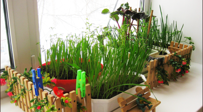 Выращиваем садик на подоконнике: где найти советы по уходу за ним, как сохранить урожай в квартире как можно дольше