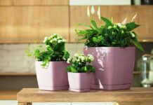 Выбор горшка для цветов в компании Клиома Сервис