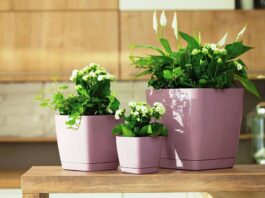 Выбор горшка для цветов в компании Клиома Сервис