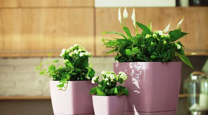 Выбор горшка для цветов в компании Клиома Сервис