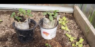 Посадка рассады огурцов в теплицу: когда можно садить, как правильно это делать