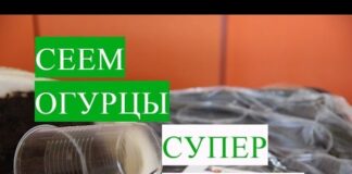 Посадка огурцов на рассаду семенами, а потом в открытый грунт