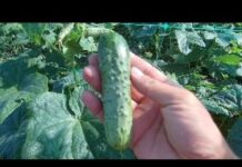 Выращивание ОГУРЦОВ в открытом грунте: посадка и уход, как вырастить огурцы.