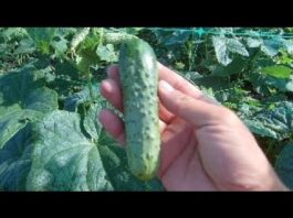 Выращивание ОГУРЦОВ в открытом грунте: посадка и уход, как вырастить огурцы.