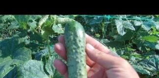 Выращивание ОГУРЦОВ в открытом грунте: посадка и уход, как вырастить огурцы.