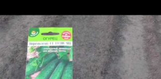 Посадка огурцов в открытый грунт семенами в 2022 году: когда и как сеять — пошаговая инструкция