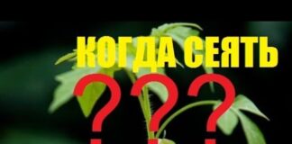 Когда и как сажать огурцы (семенами и рассадой) в теплицу в 2021 году