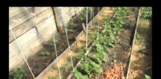 Рассказываем, как сажать огурцы в теплице