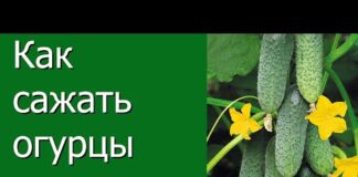 Как сажать огурцы семенами и рассадой в теплицу: схемы и правила посадки, подготовка почвы