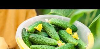 Лучшие сорта огурцов на 2022 год для теплиц Подмосковья: самые урожайные сорта, как вырастить в теплице