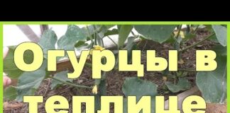 Выращивание огурцов В ТЕПЛИЦЕ: посадка, подкормка, уход, полив, подвязывание.