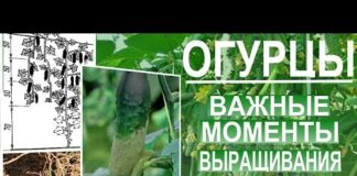 Как сажать рассаду огурцов в ТЕПЛИЦУ: 13 важных правил!