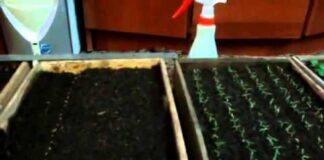 Лунный календарь посева семян на рассаду в 2022 году: таблицы