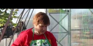 Посадка огурцов в теплицу из поликарбоната: как правильно, как ухаживать