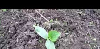 Когда сажать огурцы в открытый грунт рассадой и семенами весной в 2022 году — Грибы и огород