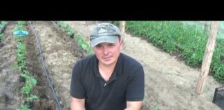 Как сажать огурцы: способы посадки, советы по выращиванию, уход за культурой