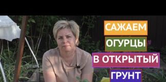 Высадка рассады огурцов в открытый грунт: когда высаживать, как пересадить, схема посадки
