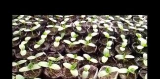 Когда сажать огурцы на рассаду в 2022 году: благоприятные дни, технология посадки и ухода, сроки пересадки в грунт