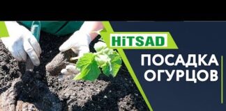 Высадка рассады огурцов в открытый грунт: как сажать, пикировка, дальнейший уход