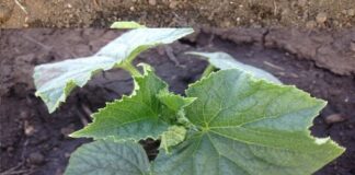 Высадка рассады огурцов в открытый грунт — как и когда высаживать