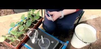 Высадка огурцов в теплице рассадой Когда и как сажать Сроки Видео