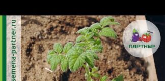 Посадка помидоров в открытый грунт – когда и как высаживать, по лунному календарю в 2021 году, правильно, схема, видео