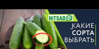 Вопрос: Как сажать огурцы рассадой или семенами в грунт? Овощи |