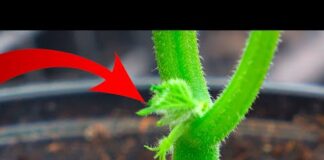 Лунный календарь посадки огурцов в 2022: благоприятные и неблагоприятные дни, таблица, посев семян и уход за рассадой, сроки высадки рассады