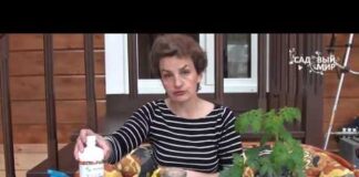 Когда сажать огурцы на рассаду в 2022 году по лунному календарю