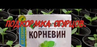Подкормка рассады огурцов — когда и чем удобрять ростки после всходов.