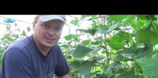 Подкормка огурцов – чем и когда подкармливать огурцы: схемы и дозировки | Огородникам Инфо