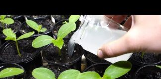 Чем подкормить РАССАДУ ОГУРЦОВ, чтобы были толстенькие в домашних условиях.