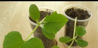 Как правильно посадить переросшую рассаду огурцов: пошаговая инструкция, особенности ухода