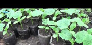 Подкормка рассады огурцов народными и минеральными средствами